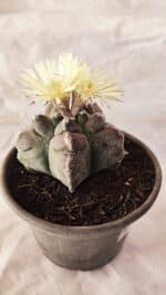 MATRIZ ASTROPHYTUM cv KIKKO Nº 1030 – vaso 15 - Imagem 6