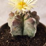 MATRIZ ASTROPHYTUM cv KIKKO Nº 1030 – vaso 15