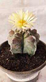 MATRIZ ASTROPHYTUM cv KIKKO Nº 1030 – vaso 15