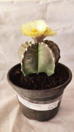 MATRIZ ASTROPHYTUM cv KIKKO Nº 1032 – vaso 15 - Imagem 2