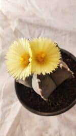 MATRIZ ASTROPHYTUM cv KIKKO Nº 1032 – vaso 15 - Imagem 5