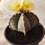 MATRIZ ASTROPHYTUM cv KIKKO Nº 1032 – vaso 15