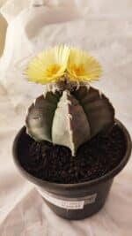 MATRIZ ASTROPHYTUM cv KIKKO Nº 1032 – vaso 15
