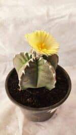 MATRIZ ASTROPHYTUM cv KIKKO Nº 1032 – vaso 15 - Imagem 8