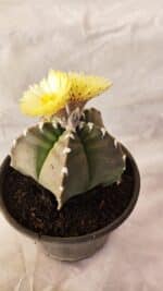 MATRIZ ASTROPHYTUM cv KIKKO Nº 1032 – vaso 15 - Imagem 7
