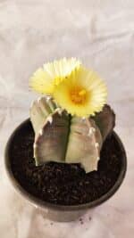 MATRIZ ASTROPHYTUM cv KIKKO Nº 1032 – vaso 15 - Imagem 6