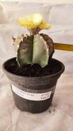 MATRIZ ASTROPHYTUM cv KIKKO Nº 1032 – vaso 15 - Imagem 4