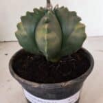 ASTROPHYTUM cv KIKKO Nº 1033 "Variegata" - vaso 15