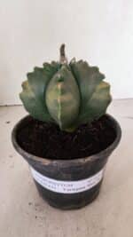 ASTROPHYTUM cv KIKKO Nº 1033 "Variegata" - vaso 15