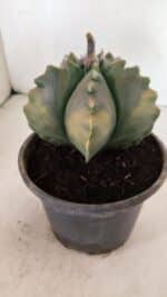 ASTROPHYTUM cv KIKKO Nº 1033 "Variegata" - vaso 15 - Imagem 8