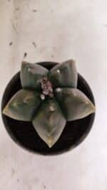 ASTROPHYTUM cv KIKKO Nº 1033 "Variegata" - vaso 15 - Imagem 3