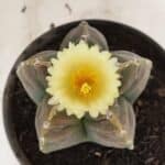 MATRIZ ASTROPHYTUM cv KIKKO Nº 1034 – vaso 15