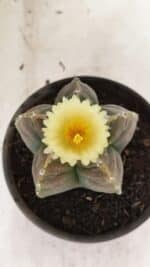 MATRIZ ASTROPHYTUM cv KIKKO Nº 1034 – vaso 15