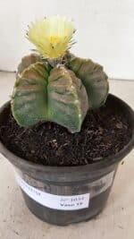 MATRIZ ASTROPHYTUM cv KIKKO Nº 1034 – vaso 15 - Imagem 8