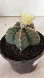 MATRIZ ASTROPHYTUM cv KIKKO Nº 1034 – vaso 15 - Imagem 7