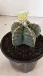MATRIZ ASTROPHYTUM cv KIKKO Nº 1034 – vaso 15 - Imagem 6