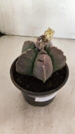 MATRIZ ASTROPHYTUM cv KIKKO Nº 1035 – vaso 15 - Imagem 7