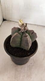 MATRIZ ASTROPHYTUM cv KIKKO Nº 1035 – vaso 15 - Imagem 6