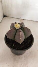 MATRIZ ASTROPHYTUM cv KIKKO Nº 1035 – vaso 15 - Imagem 3