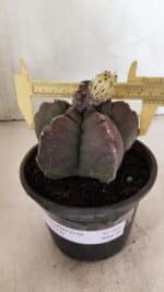 MATRIZ ASTROPHYTUM cv KIKKO Nº 1035 – vaso 15 - Imagem 4