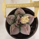 MATRIZ ASTROPHYTUM cv KIKKO Nº 1035 – vaso 15