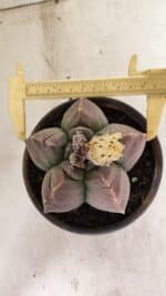 MATRIZ ASTROPHYTUM cv KIKKO Nº 1035 – vaso 15