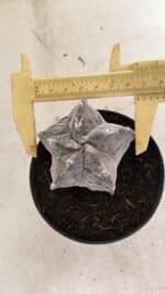 ASTROPHYTUM cv KIKKO "Myriostigma" Nº 1036 – vaso 11