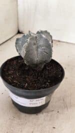 ASTROPHYTUM cv KIKKO "Myriostigma" Nº 1036 – vaso 11 - Imagem 11
