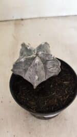 ASTROPHYTUM cv KIKKO "Myriostigma" Nº 1036 – vaso 11 - Imagem 9