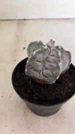 ASTROPHYTUM cv KIKKO "Myriostigma" Nº 1036 – vaso 11 - Imagem 8