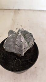 ASTROPHYTUM cv KIKKO "Myriostigma" Nº 1036 – vaso 11 - Imagem 7