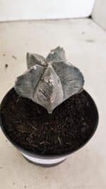 ASTROPHYTUM cv KIKKO "Myriostigma" Nº 1036 – vaso 11 - Imagem 6