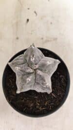 ASTROPHYTUM cv KIKKO "Myriostigma" Nº 1036 – vaso 11 - Imagem 3