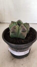 MATRIZ ASTROPHYTUM cv KIKKO Nº 1037 – vaso 15 - Imagem 2