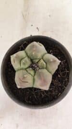 MATRIZ ASTROPHYTUM cv KIKKO Nº 1037 – vaso 15 - Imagem 3