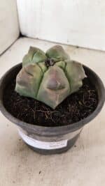 MATRIZ ASTROPHYTUM cv KIKKO Nº 1037 – vaso 15 - Imagem 9