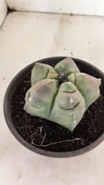 MATRIZ ASTROPHYTUM cv KIKKO Nº 1037 – vaso 15 - Imagem 7