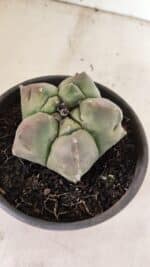 MATRIZ ASTROPHYTUM cv KIKKO Nº 1037 – vaso 15 - Imagem 6