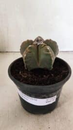 MATRIZ ASTROPHYTUM cv KIKKO Nº 1038 – vaso 15 - Imagem 2