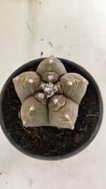 MATRIZ ASTROPHYTUM cv KIKKO Nº 1038 – vaso 15 - Imagem 3