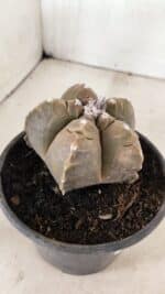 MATRIZ ASTROPHYTUM cv KIKKO Nº 1038 – vaso 15 - Imagem 6