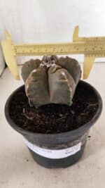 MATRIZ ASTROPHYTUM cv KIKKO Nº 1038 – vaso 15 - Imagem 4