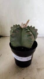 MATRIZ ASTROPHYTUM cv KIKKO  Nº 1040 – vaso 15 - Imagem 2