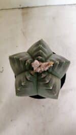 MATRIZ ASTROPHYTUM cv KIKKO  Nº 1040 – vaso 15 - Imagem 3