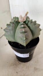 MATRIZ ASTROPHYTUM cv KIKKO  Nº 1040 – vaso 15 - Imagem 8