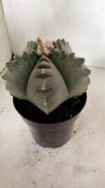 MATRIZ ASTROPHYTUM cv KIKKO  Nº 1040 – vaso 15 - Imagem 7