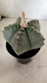 MATRIZ ASTROPHYTUM cv KIKKO  Nº 1040 – vaso 15 - Imagem 6