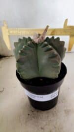 MATRIZ ASTROPHYTUM cv KIKKO  Nº 1040 – vaso 15