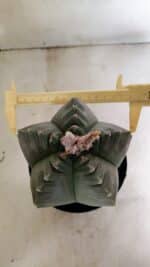 MATRIZ ASTROPHYTUM cv KIKKO  Nº 1040 – vaso 15 - Imagem 5