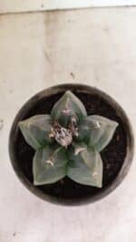 MATRIZ ASTROPHYTUM cv KIKKO  Nº 1041 – vaso 15 - Imagem 3